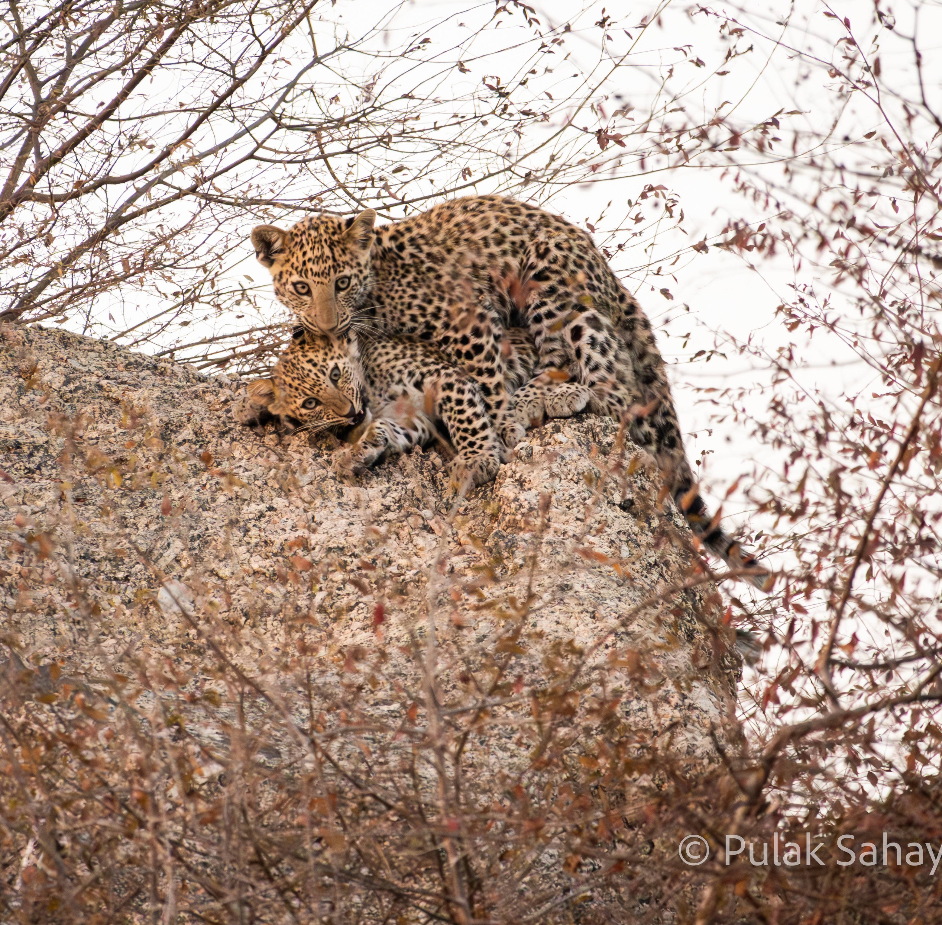 Smaller cub overpowered